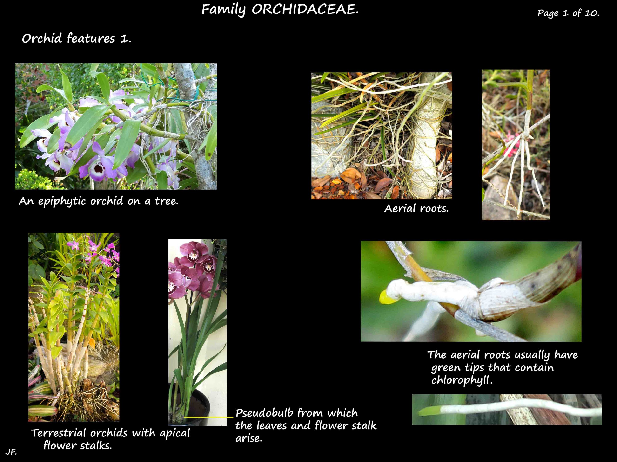 1 Orchid habit & roots